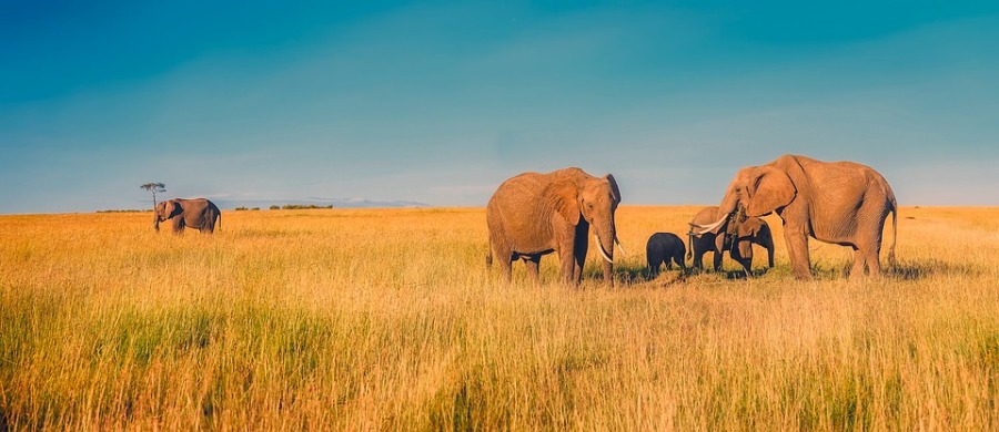 Paisaje africano con elefantes