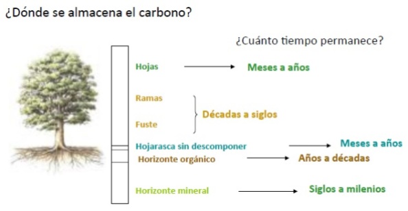Tiempo de permanencia en cada reserva de carbono
