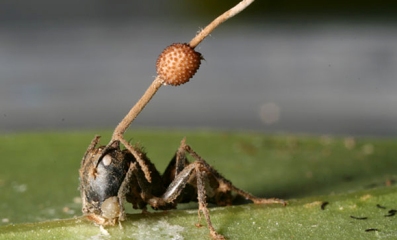 hormiga y hongo